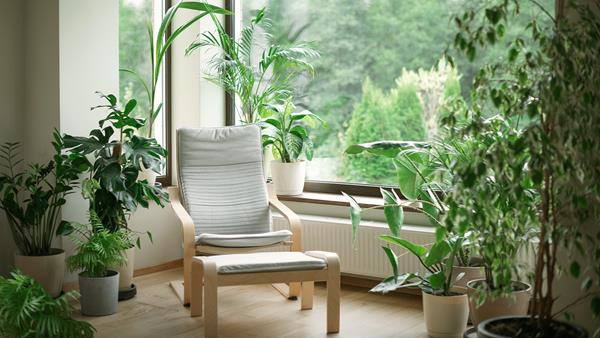 piante in casa